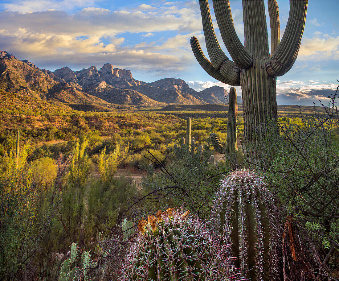 Saguaro (Carnegiea gigantea) and barrel cacti, Santa Catalina Mountains, Arizona