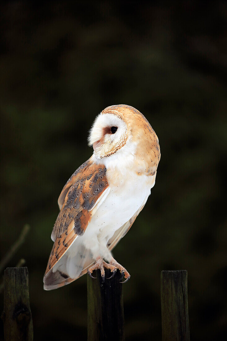 Barn Owl (Tyto alba), Zdarske Vrchy, Bohemian-Moravian Highlands, Czech Republic