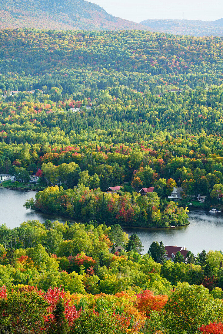 Maple (Acer sp) trees in deciduous forest in autumn, Mont-Tremblant, Quebec, Canada