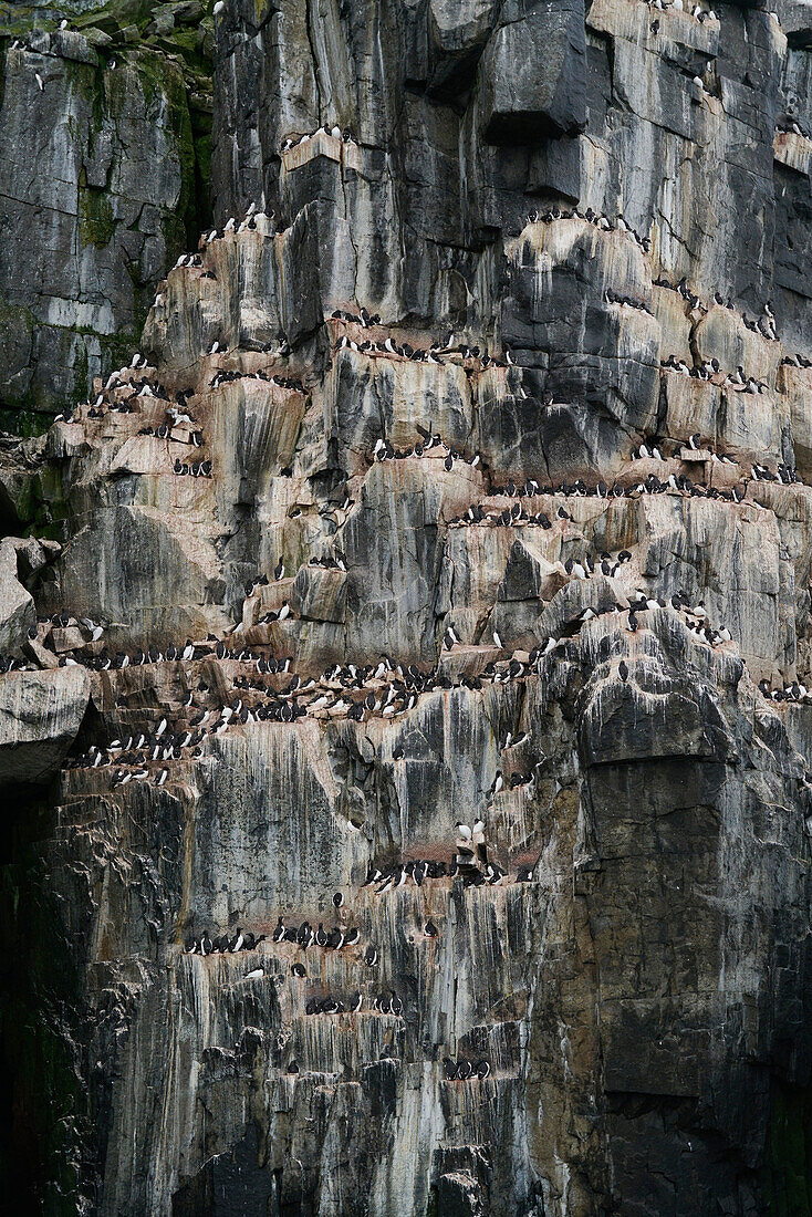 Common Murre (Uria aalge) colony on cliff, Spitzbergen, Svalbard, Norway