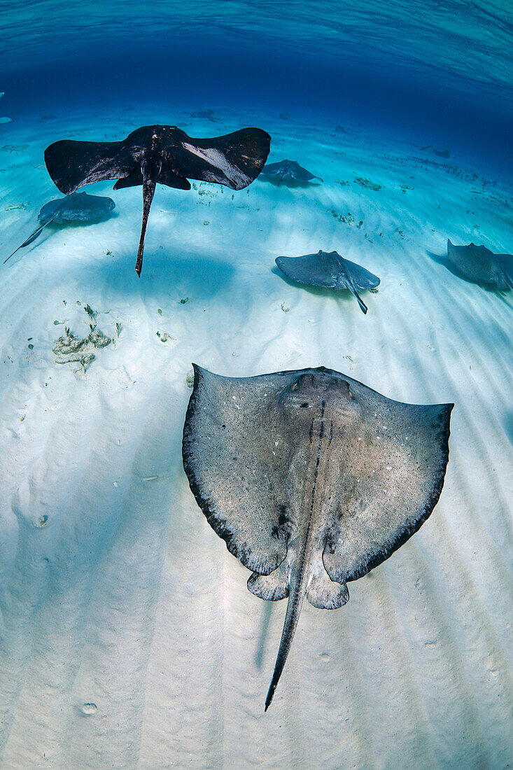 Atlantic Stingray (Dasyatis sabina) group swimming, Grand Cayman, Cayman Islands, Caribbean