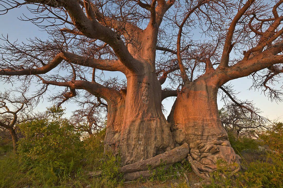 Baobab (Adansonia sp) trees, Kubu Island, Makgadikgadi National Park, Botswana