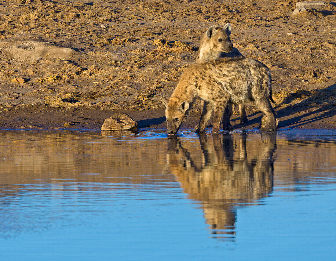 Spotted Hyena (Crocuta crocuta) pair drinking at waterhole in dry season, Etosha National Park, Namibia