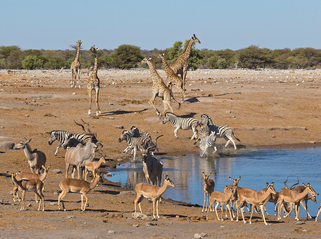 Angolan Giraffe (Giraffa giraffa angolensis) group, Impalas (Aepyceros melampus), Zebras (Equus quagga), Greater Kudus (Tragelaphus strepsiceros) running from waterhole in dry season, Etosha National Park, Namibia