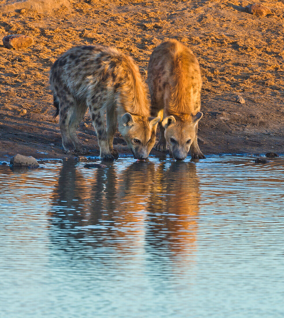 Spotted Hyena (Crocuta crocuta) pair drinking at waterhole in dry season, Etosha National Park, Namibia