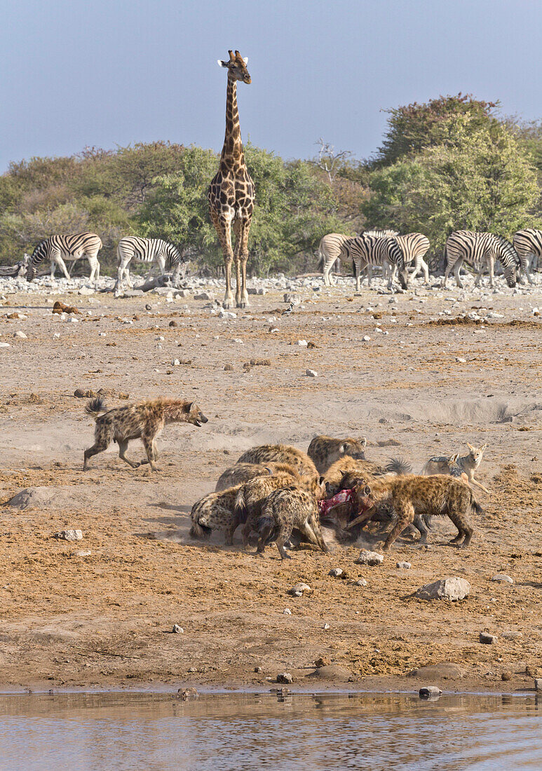 Spotted Hyena (Crocuta crocuta) group feeding on Greater Kudu (Tragelaphus strepsiceros) carcass, Etosha National Park, Namibia