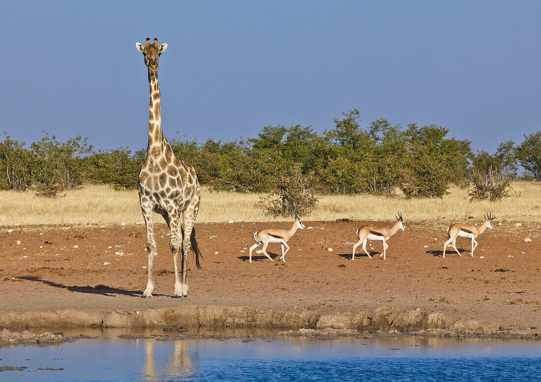 Angolan Giraffe (Giraffa giraffa angolensis) and Springbok (Antidorcas marsupialis) males at waterhole in dry season, Etosha National Park, Namibia