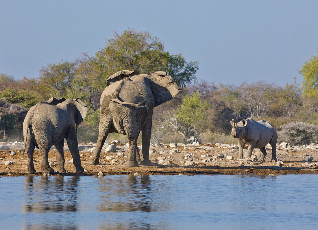 African Elephant (Loxodonta africana) mother and calf confronting approaching Black Rhinoceros (Diceros bicornis) at waterhole, Etosha National Park, Namibia