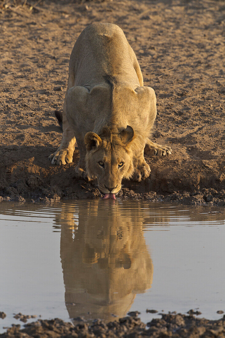 African Lion (Panthera leo) female drinking at waterhole, Etosha National Park, Namibia