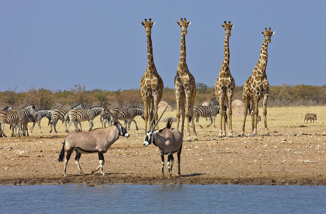 Angolan Giraffe (Giraffa giraffa angolensis) group, Zebras (Equus quagga), and Oryx (Oryx gazella) pair at waterhole in dry season, Etosha National Park, Namibia