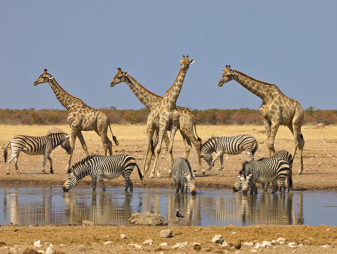 Angolan Giraffe (Giraffa giraffa angolensis) group and Zebras (Equus quagga) at waterhole in dry season, Etosha National Park, Namibia