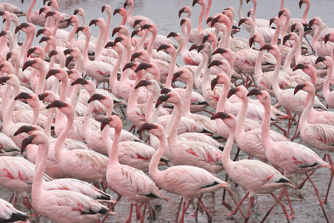 Lesser Flamingo (Phoenicopterus minor) flock, Walvis Bay, Namibia