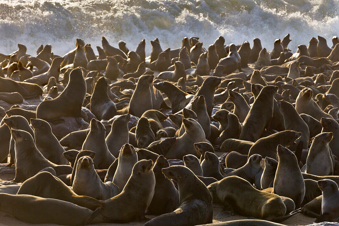 Cape Fur Seal (Arctocephalus pusillus) colony, Namibia