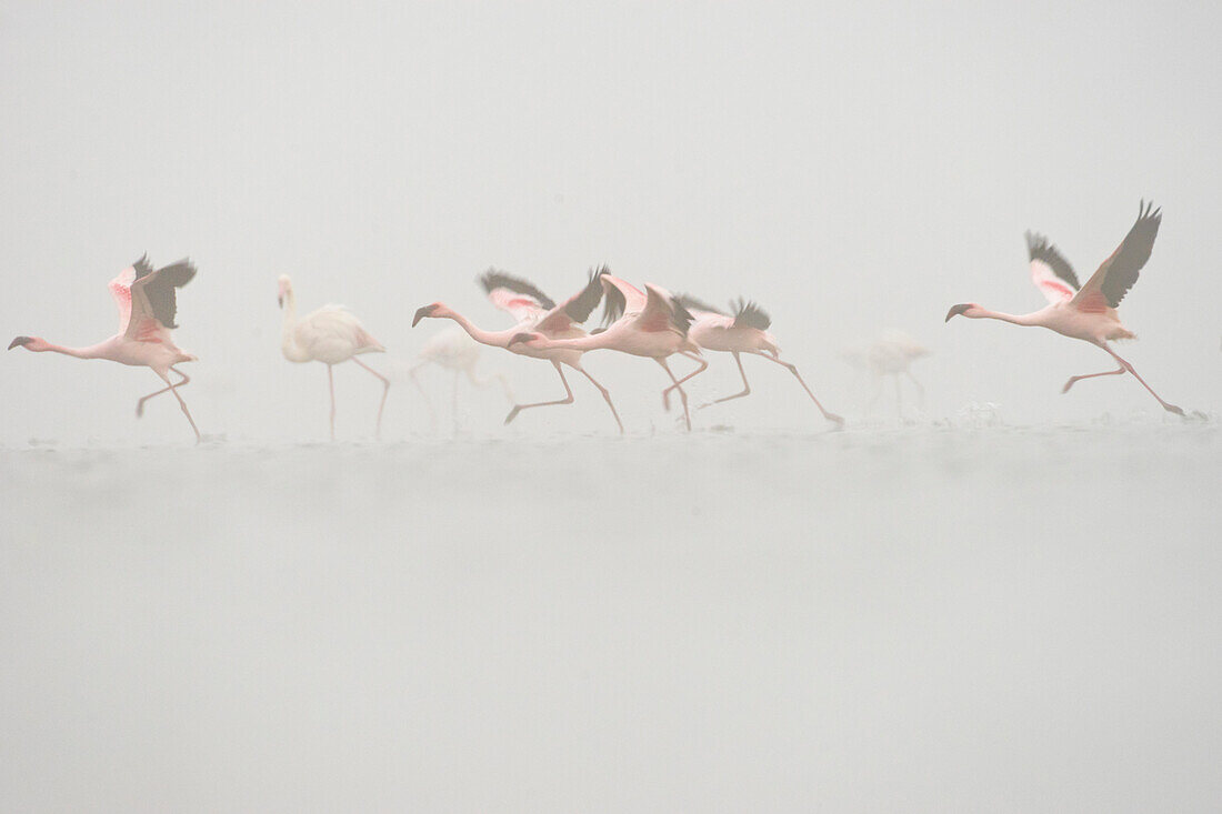 Lesser Flamingo (Phoenicopterus minor) flock taking flight in fog, Walvis Bay, Namibia
