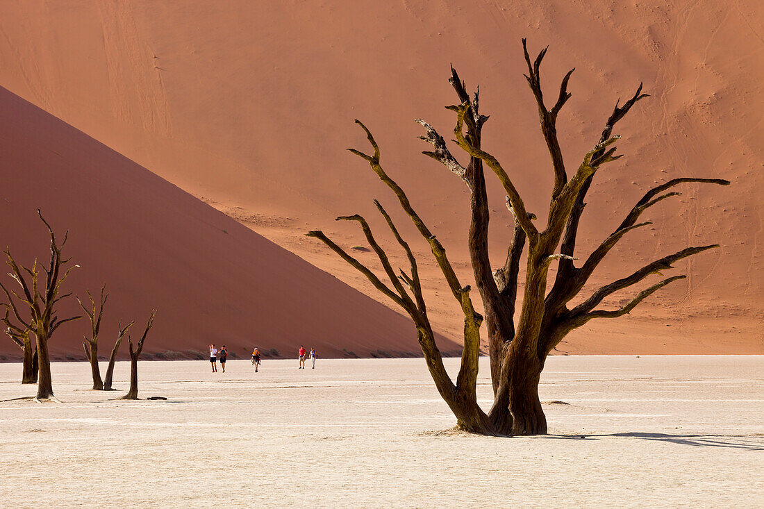 Dead trees in front of sand dunes, Sossusvlei, Namib-Naukluft National Park, Namibia