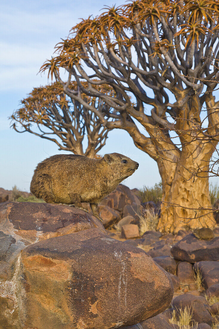 Rock Hyrax (Procavia capensis) and Quiver Trees (Aloe dichotoma), Quiver Tree Forest, Namibia