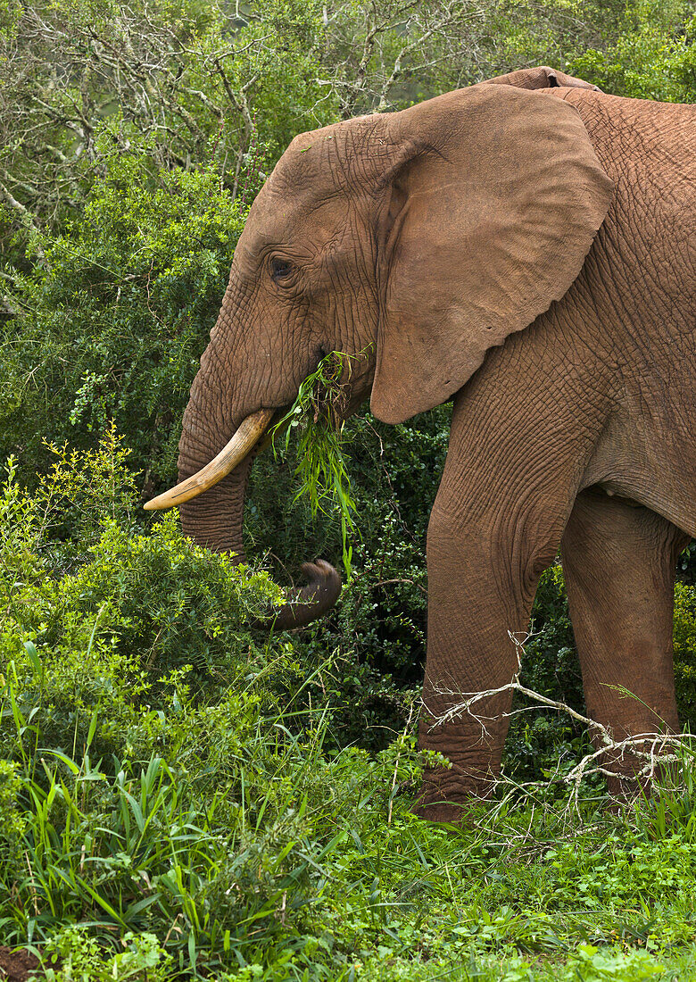 African Elephant (Loxodonta africana) male browsing, Addo National Park, South Africa