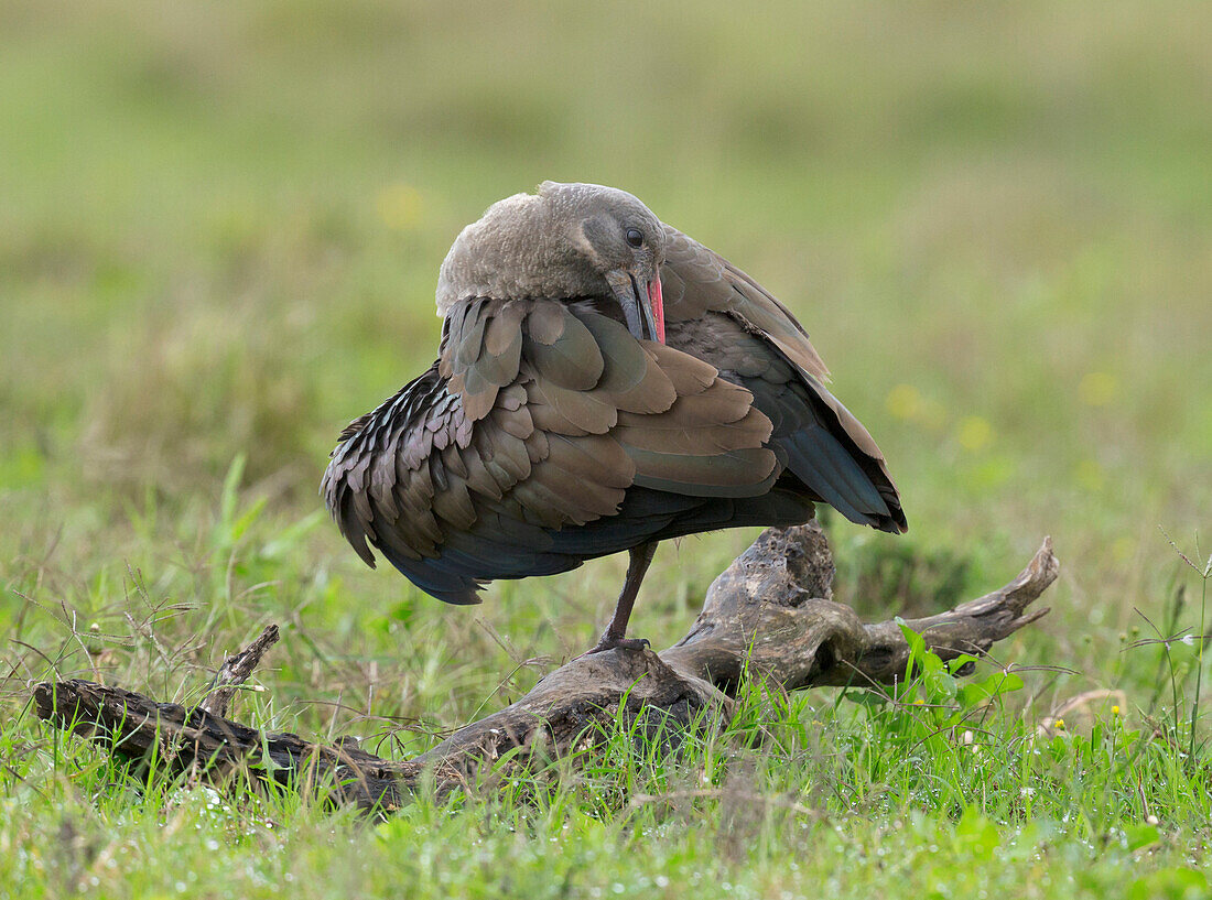 Hadada Ibis (Bostrychia hagedash) preening, Addo National Park, South Africa