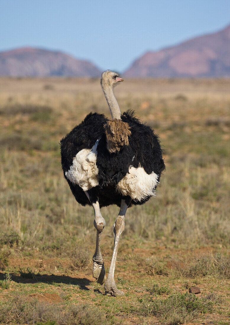 Ostrich (Struthio camelus) male running, Mountain Zebra National Park, South Africa