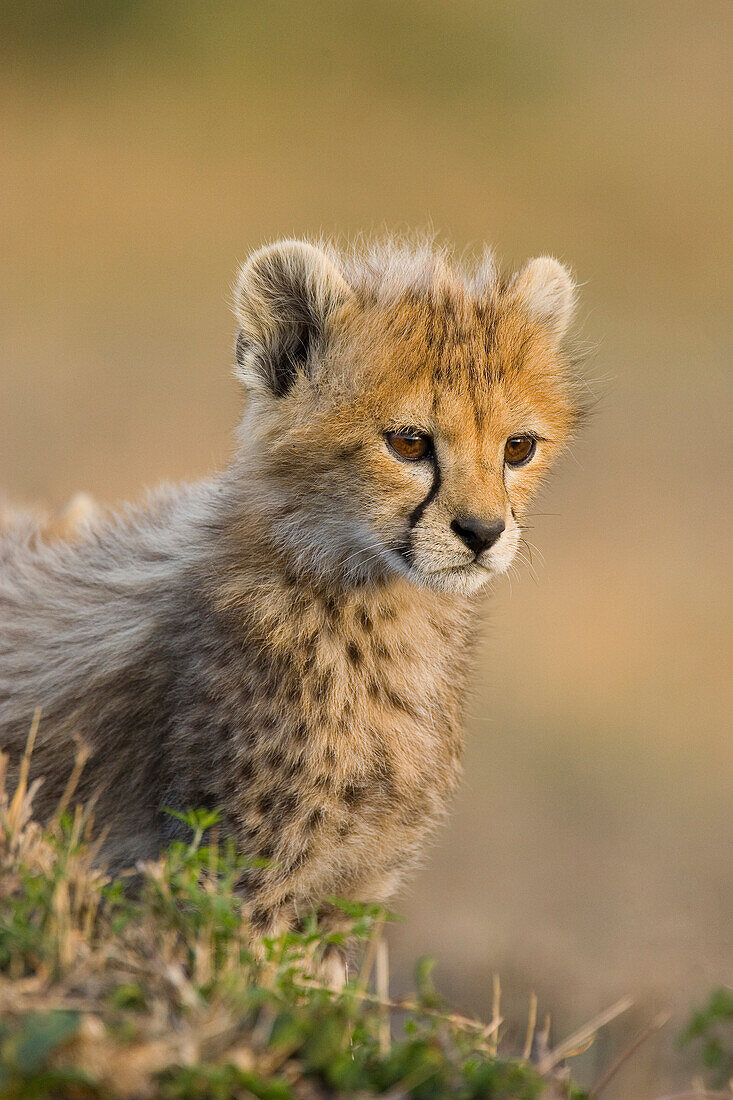 Cheetah (Acinonyx jubatus) cub, seven weeks old, Masai Mara, Kenya