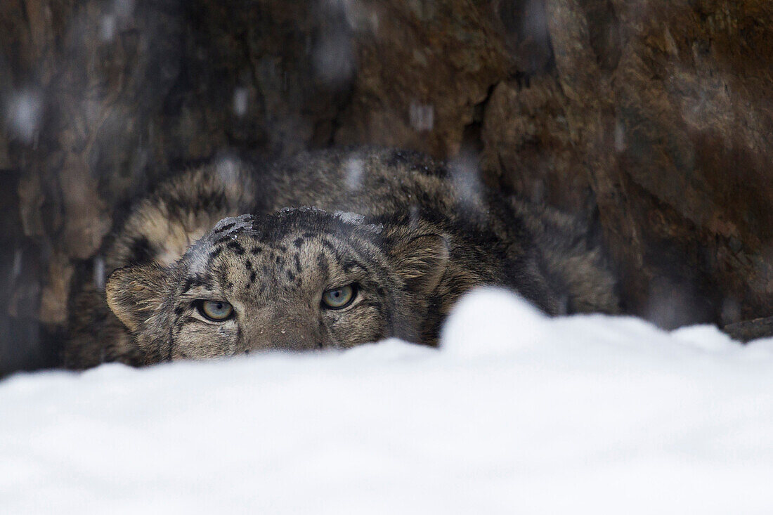 Snow Leopard (Panthera uncia) wild male peering over snow during snowfall, Sarychat-Ertash Strict Nature Reserve, Tien Shan Mountains, eastern Kyrgyzstan