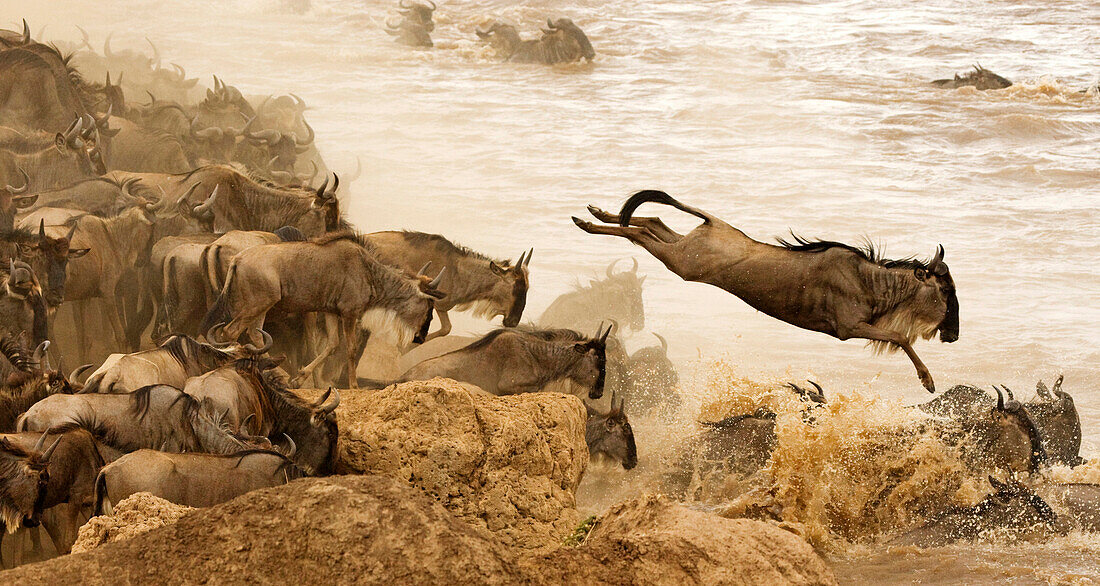 Blue Wildebeest (Connochaetes taurinus) herd crossing river during migration, Masai Mara, Kenya