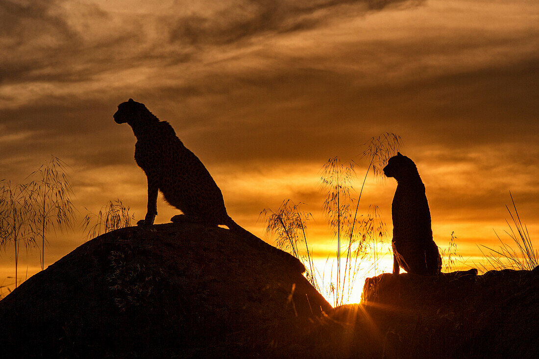 Cheetah (Acinonyx jubatus) females at sunset, native to Africa and Asia