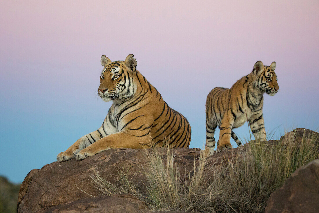 Tiger (Panthera tigris) female with cubs, native to Asia