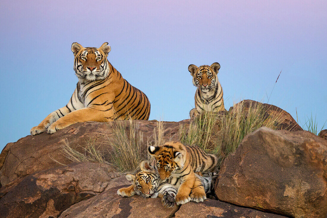 Tiger (Panthera tigris) female with cubs, native to Asia