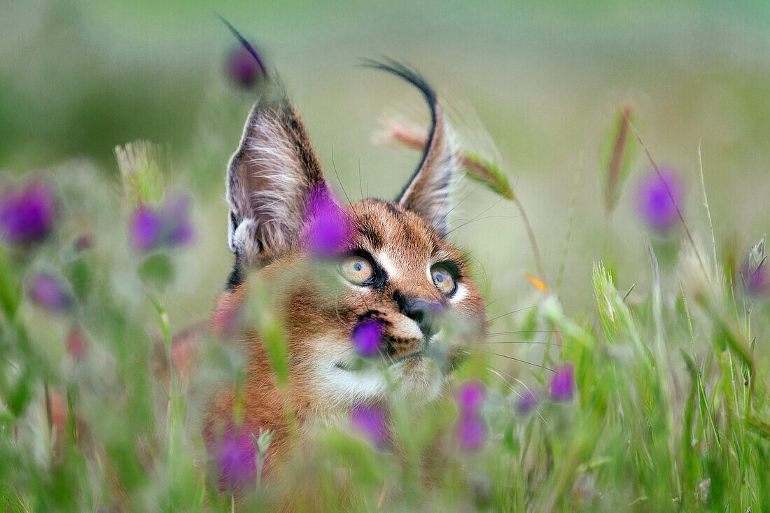 Caracal (Caracal caracal) cub in flowering meadow, native to Africa and Asia