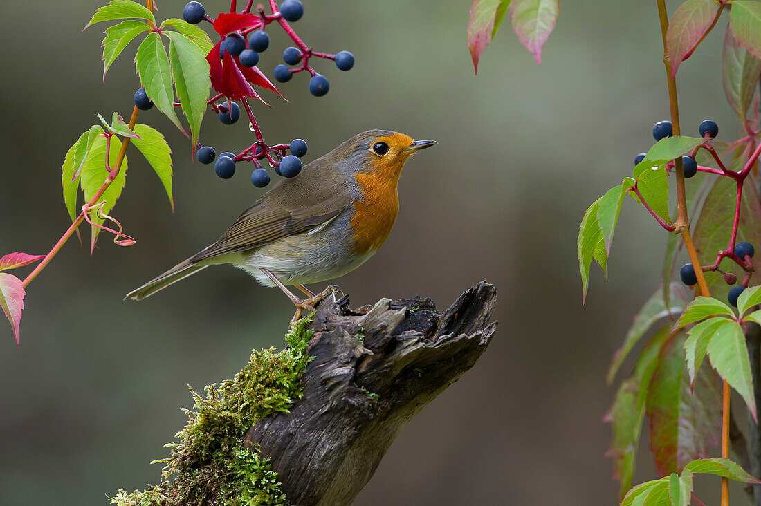 European Robin (Erithacus rubecula), Saxony, Germany