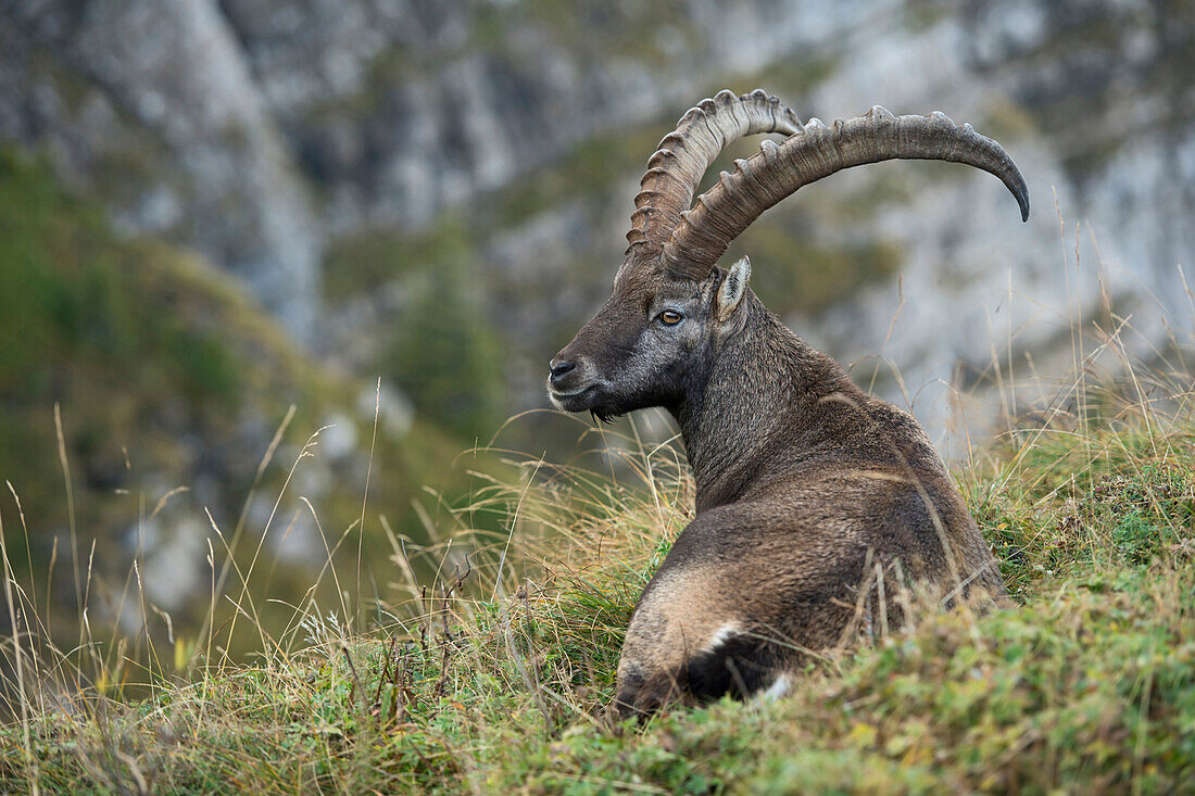 Alpine Ibex (Capra ibex) male, Valais, Switzerland