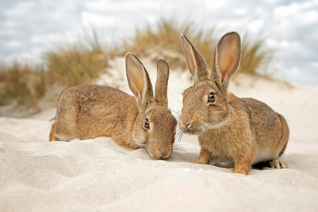 European Rabbit (Oryctolagus cuniculus) pair in sand dunes, Mecklenburg-Vorpommern, Germany