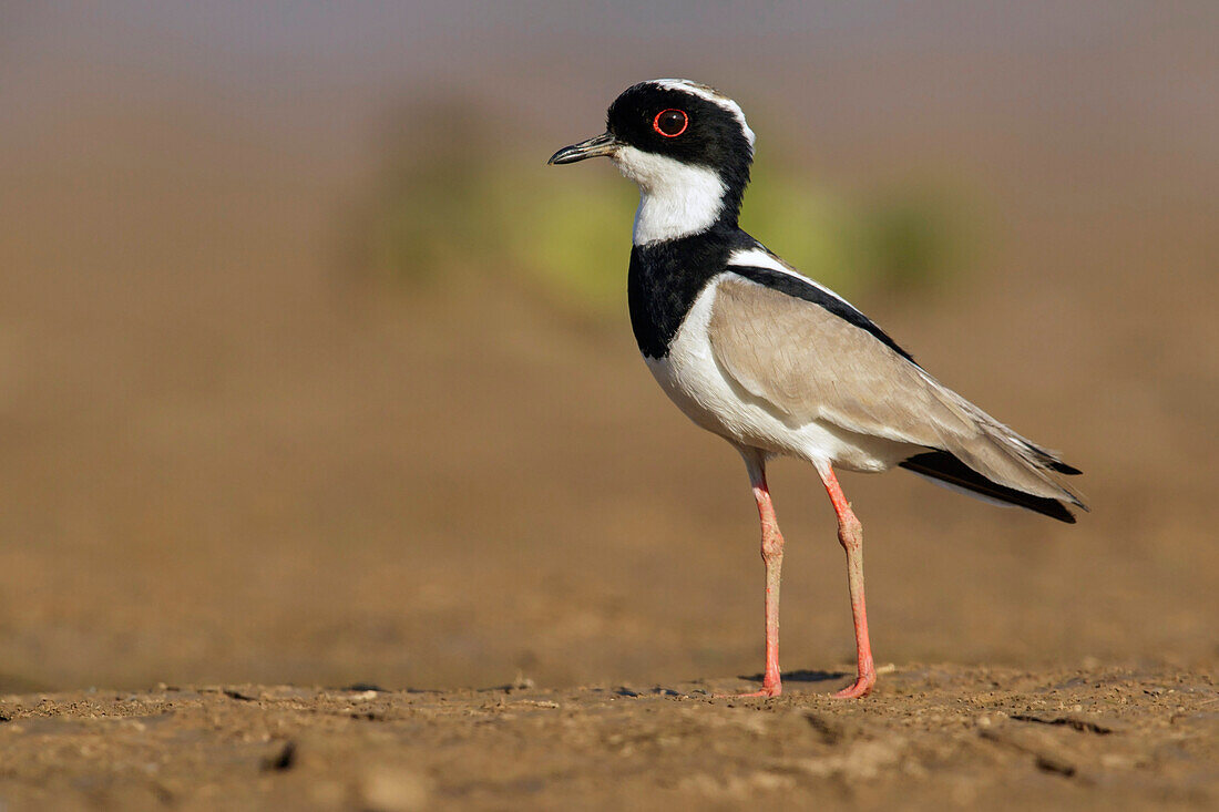 Pied Lapwing (Vanellus cayanus), Pantanal, Brazil