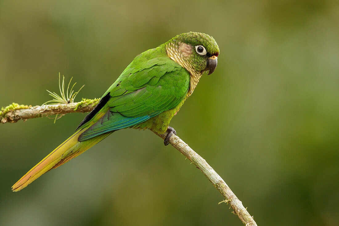 Maroon-bellied Parakeet (Pyrrhura frontalis), Atlantic Rainforest, Brazil