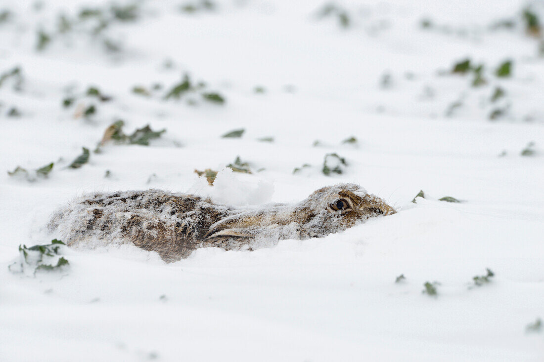 European Hare (Lepus europaeus) hiding in snow, North Rhine-Westphalia, Germany