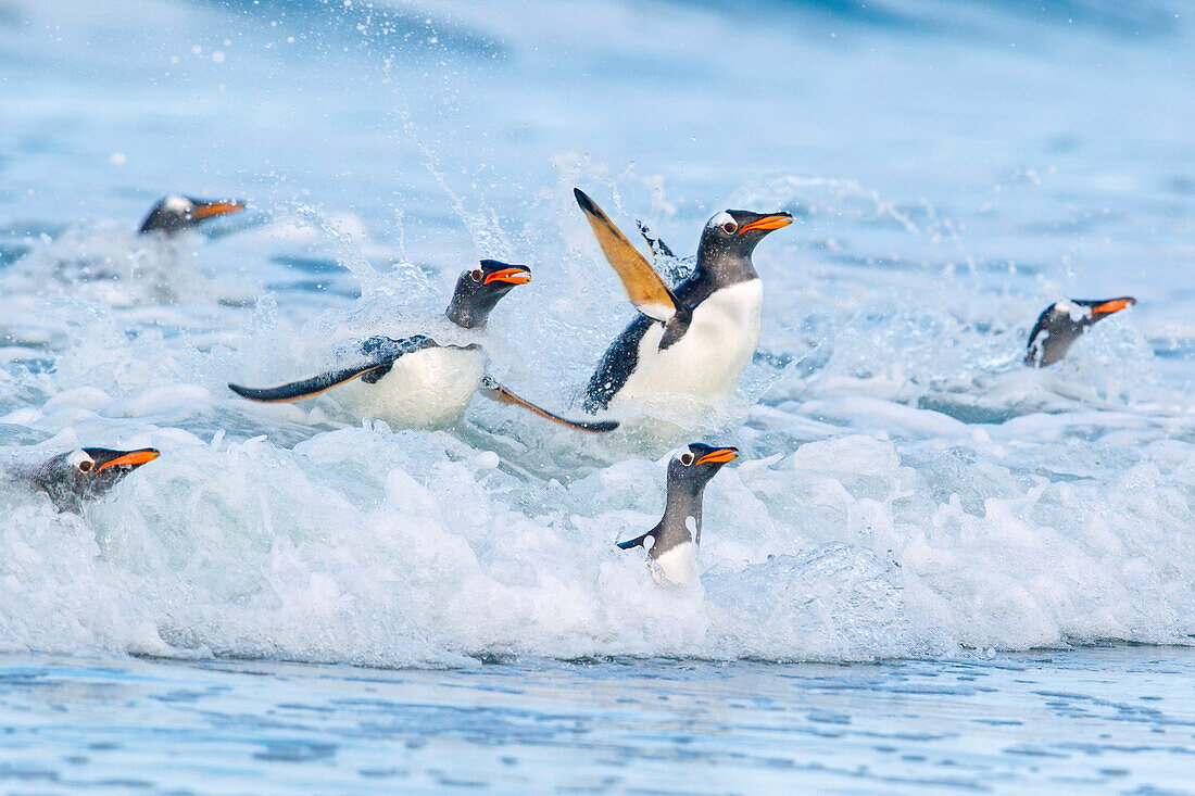 Gentoo Penguin (Pygoscelis papua) group coming ashore, Falkland Islands