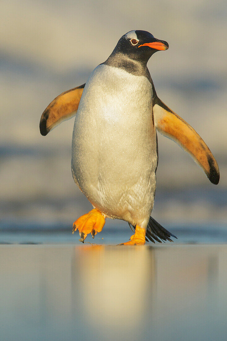 Gentoo Penguin (Pygoscelis papua), Falkland Islands