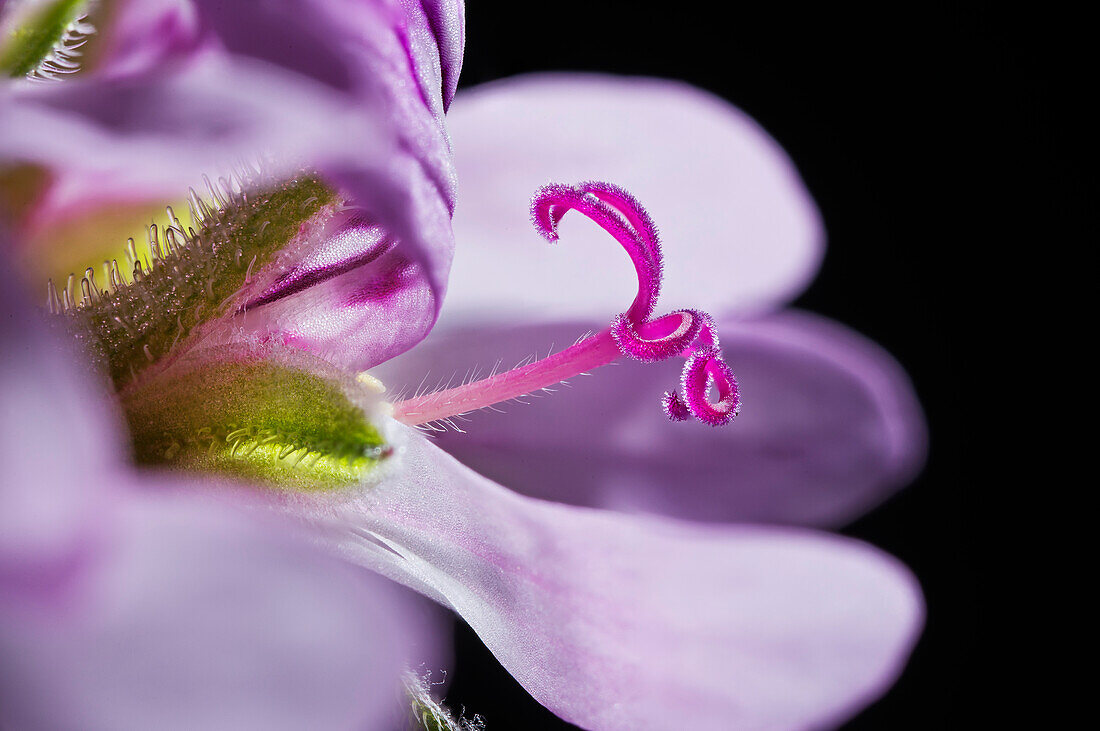 Geranium (Pelargonium crispum) flower stile and stigma