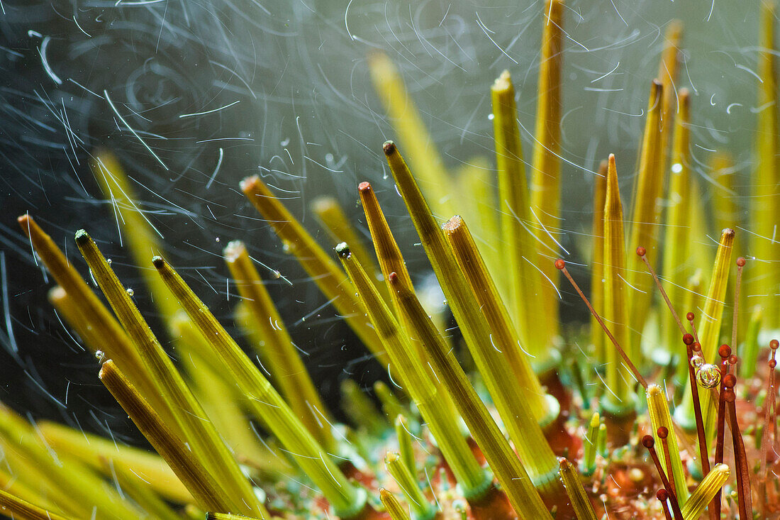 Common Sea Urchin (Paracentrotus lividus) in fast moving water showing spines and tube feet, the water penetrates the urchin and provides oxygen, Catalonia, Spain
