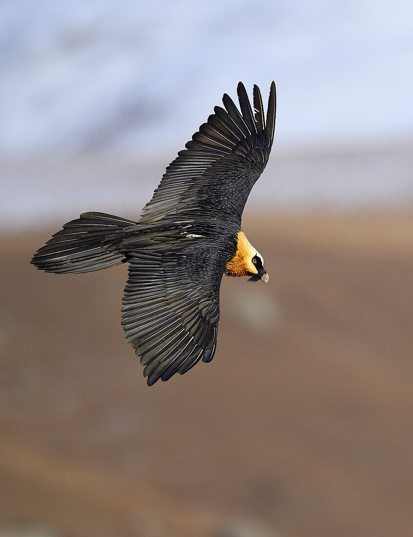 Bearded Vulture (Gypaetus barbatus) flying, Giant's Castle National Park, KwaZulu-Natal, South Africa