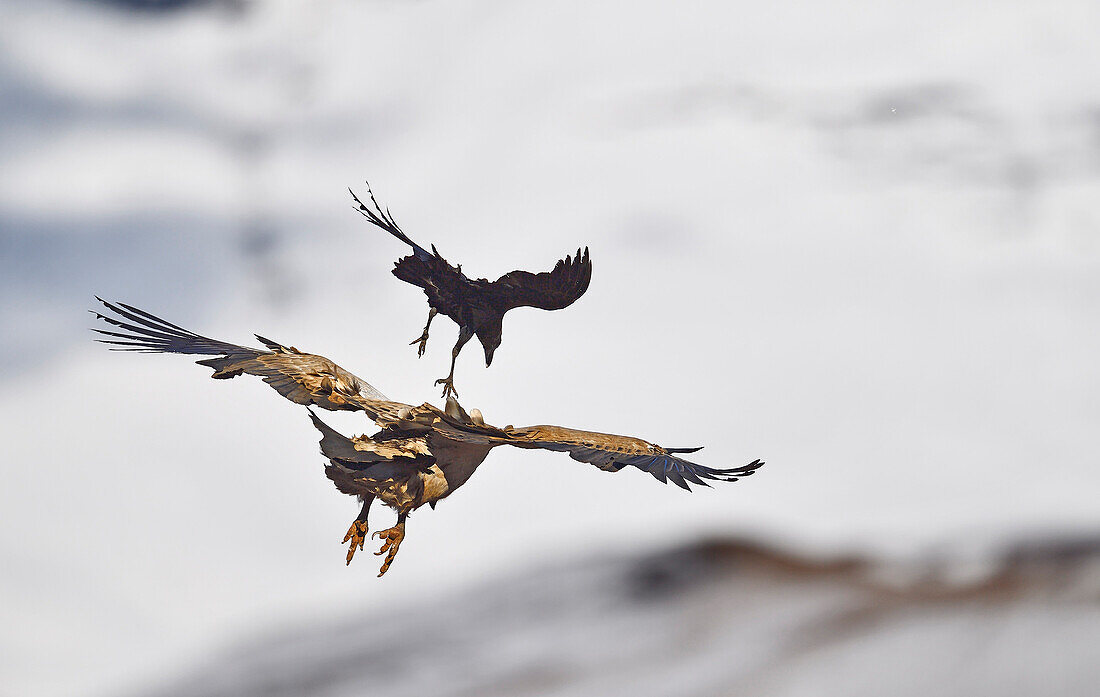 Cape Vulture (Gyps coprotheres) mobbed by White-necked Raven (Corvus albicollis), Giant's Castle National Park, KwaZulu-Natal, South Africa