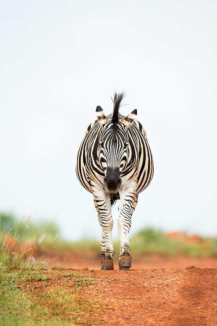 Burchell's Zebra (Equus burchellii) stallion, Rietvlei Nature Reserve, South Africa