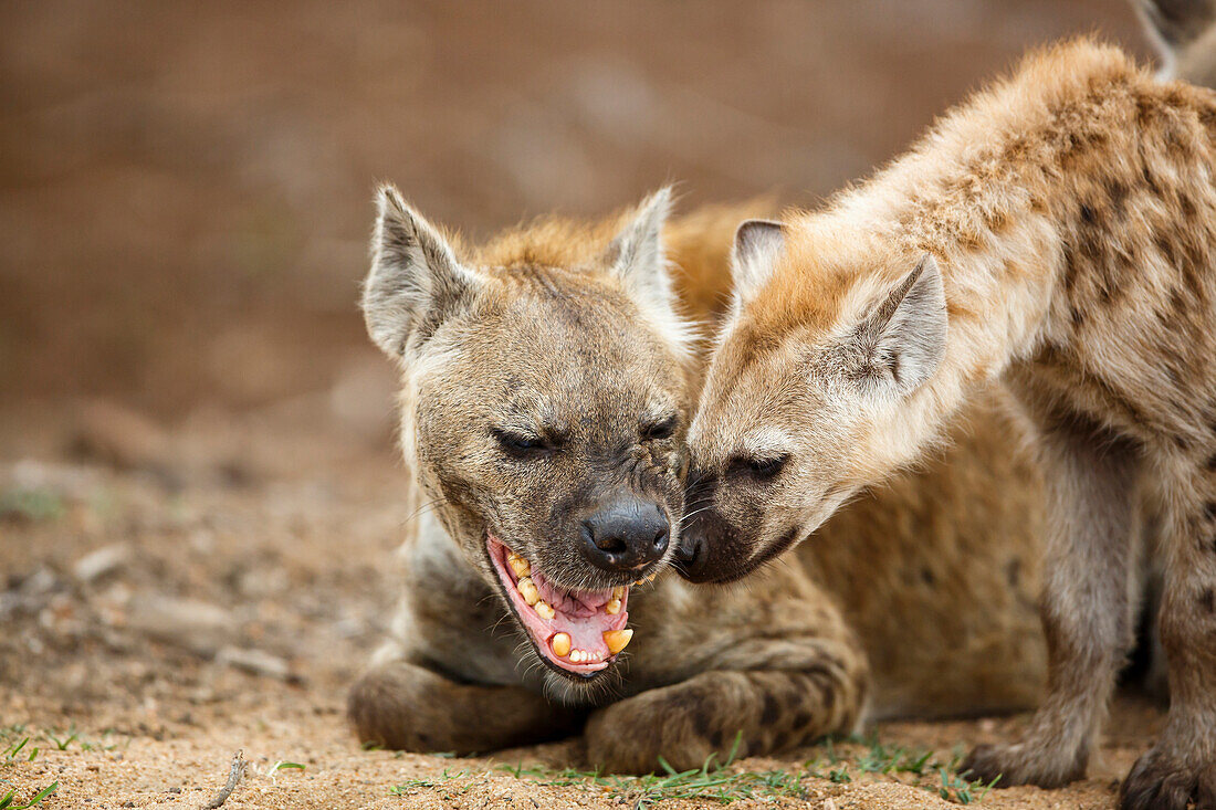 Spotted Hyena (Crocuta crocuta) female and one year old pup, Kruger National Park, South Africa