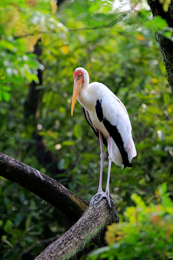 Painted Stork (Mycteria leucocephala), Singapore Zoo, Singapore