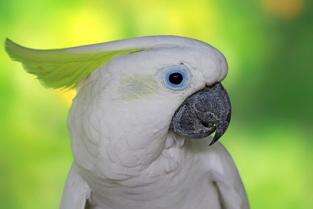 Sulphur-crested Cockatoo (Cacatua galerita), Singapore Zoo, Singapore