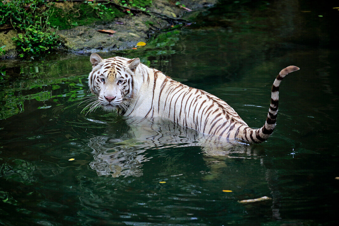 Bengal Tiger (Panthera tigris tigris), white morph in water, Singapore Zoo, Singapore