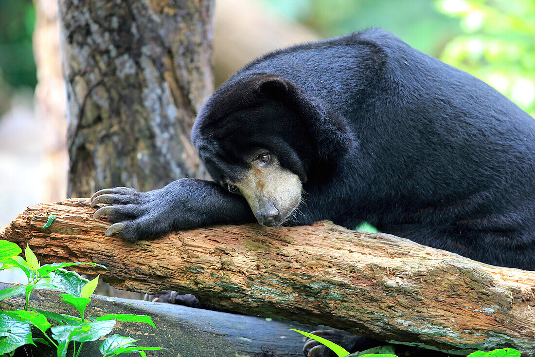 Sun Bear (Helarctos malayanus) resting, Singapore Zoo, Singapore