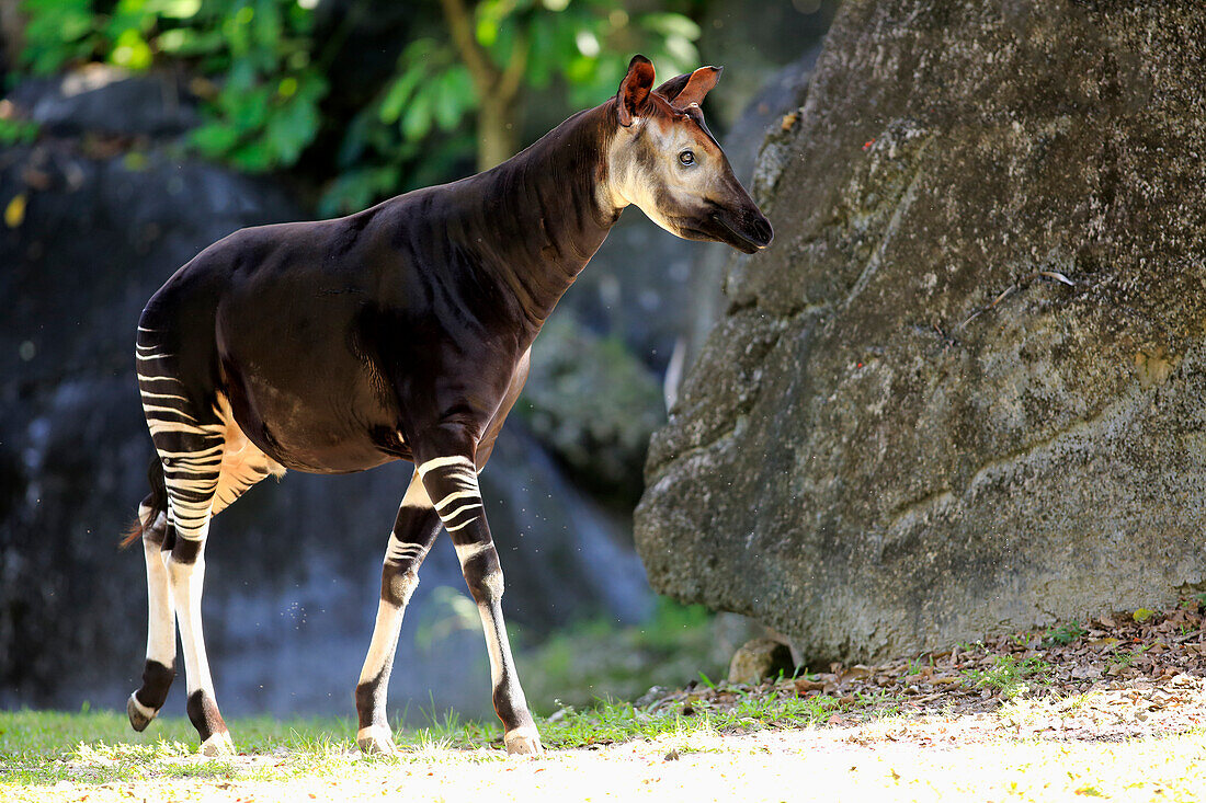 Okapi (Okapia johnstoni), Singapore Zoo, Singapore