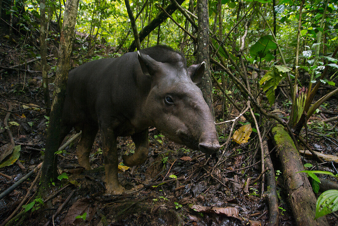 Brazilian Tapir (Tapirus terrestris) in rainforest, Ecuador